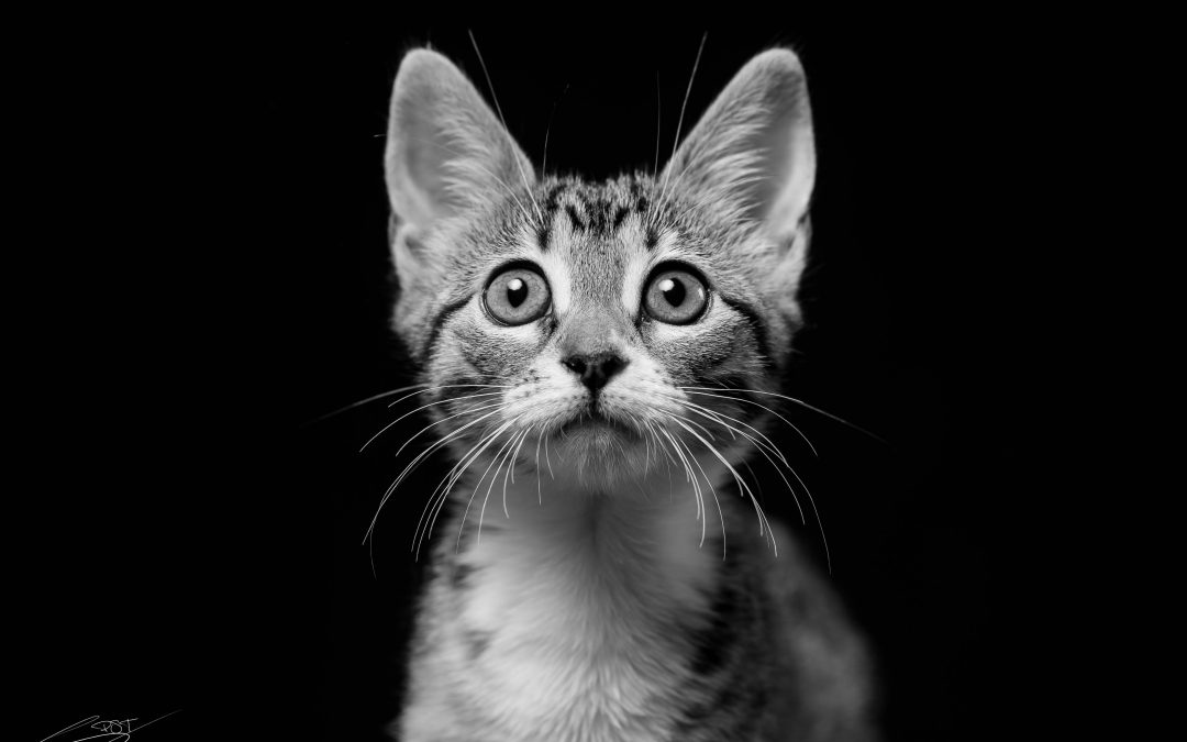 Fotografo de gatos en Alcoy – Nala Mestiza