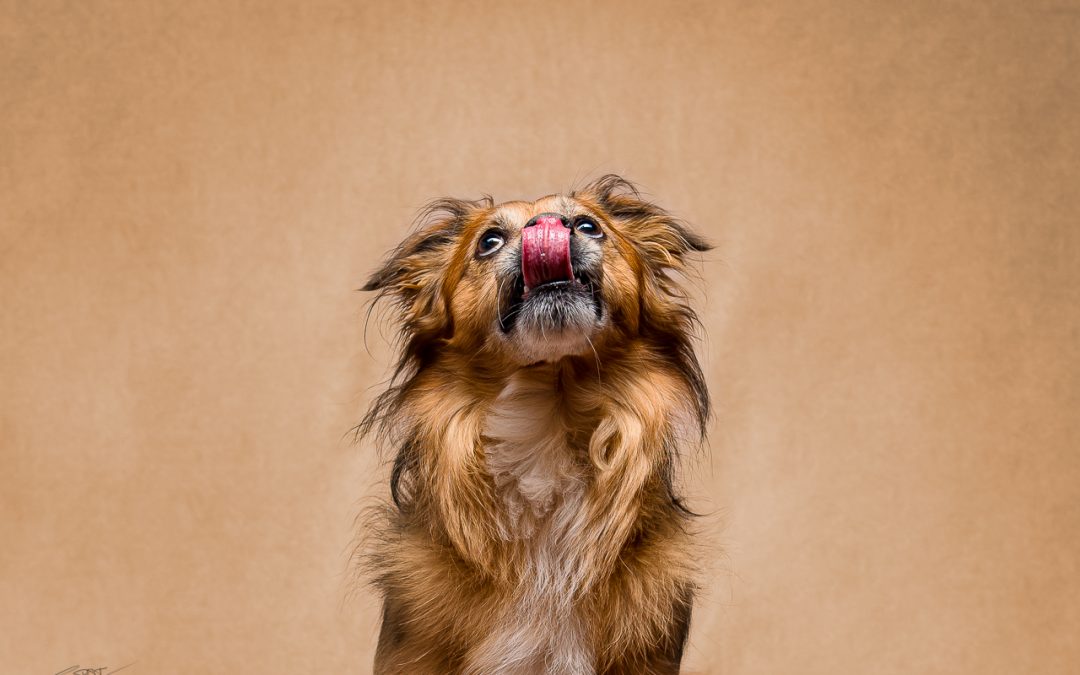 Fotografo de perros en Alcoy – Balto