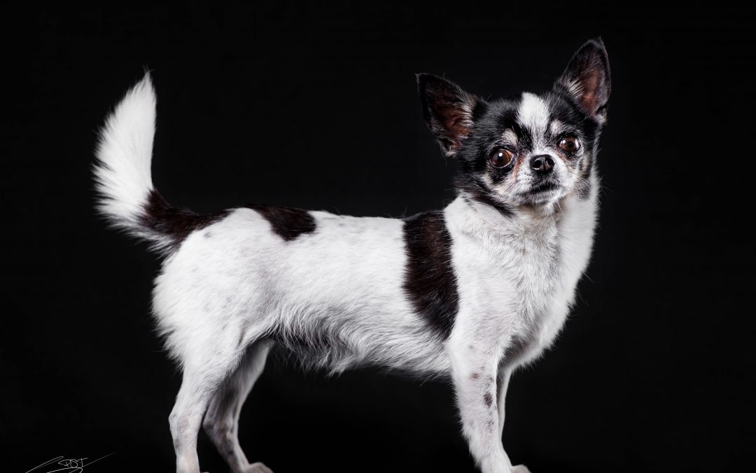 Fotografo de perros en Alcoy – Martina Chiuaua
