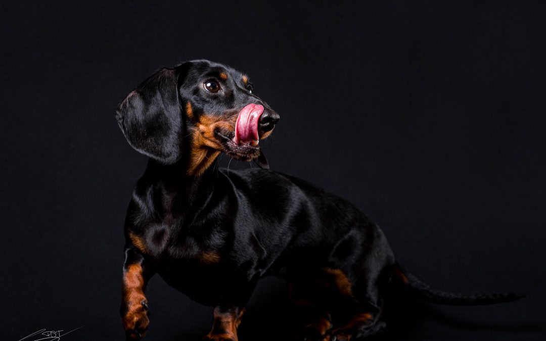 Fotografo de perros en Alcoy – Emilio Teckel Mini