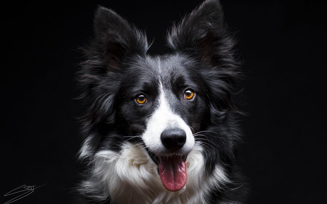 Fotografo de perros en Alcoy – Roxy Border Collie