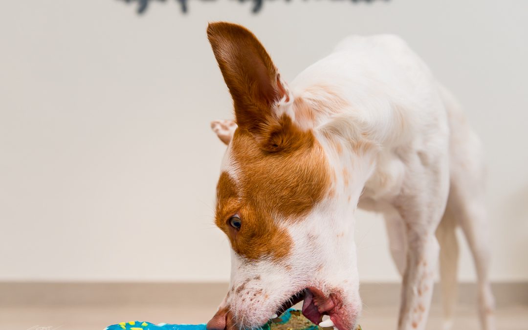 Smash cake para perros en Alcoy junto a Tesem Peluqueria