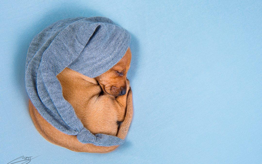 Fotógrafos de perros en Alicante – Pluto