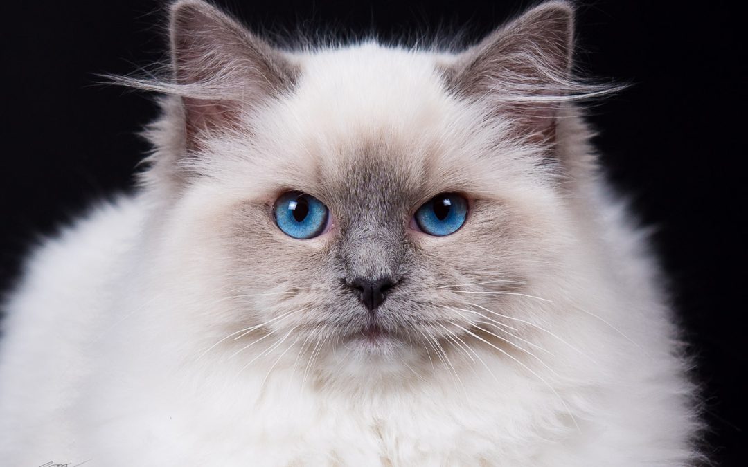 Fotografo de gatos en Alcoy