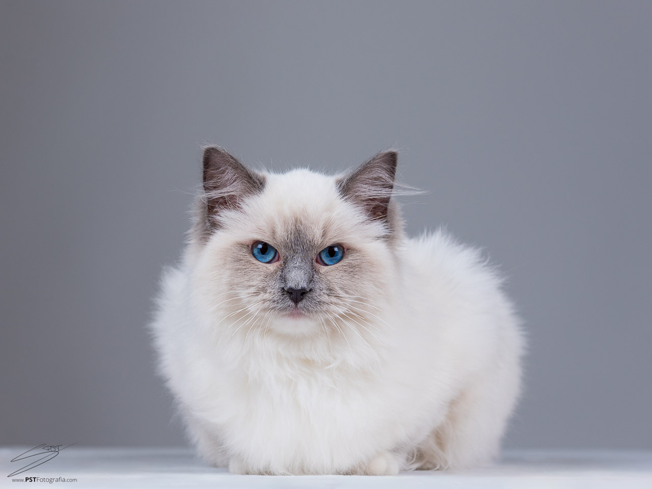 Luna en su sesión de fotos. Animalaes, Fotografo de gatos en Alcoy
