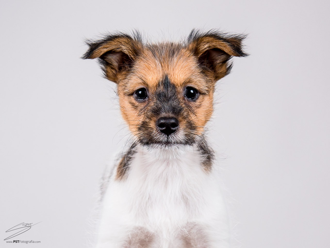 Fotografia de cachorros en Alcoy