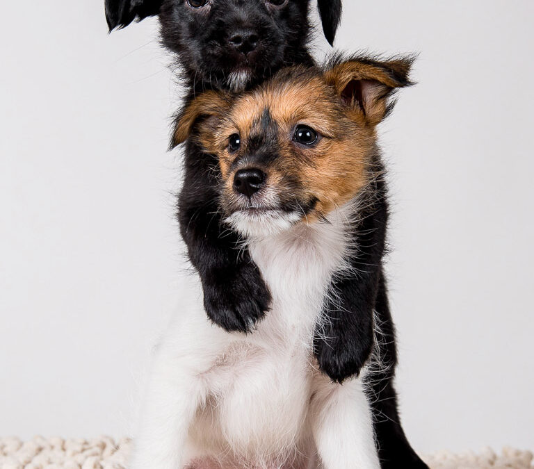 Fotografia de cachorros en Alcoy