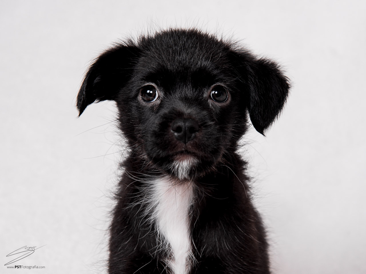 Fotografia de cachorros en Alcoy
